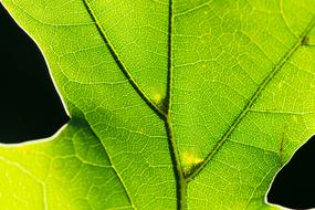 Macro view of Natural Leaf texture