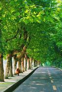 Campus Green Leaf