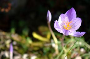 Colchicum Hybrid Blossom Bloom