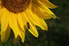 Sunflower Blossom Bloom