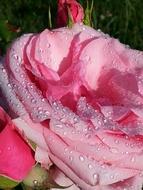 Morgentau Rose Bud