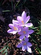 spring beautiful crocus flowers