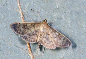 Macro photo of the colorful moth on the wall