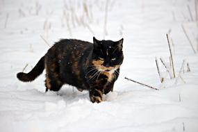 tricolor cat runs in the snow in winter