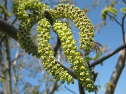 green fruits on trees