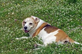 incredibly cute Beagle Dog