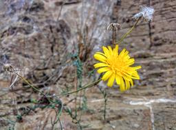 Dandelion Wild Flower