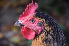 profile portrait of a hen on a blurred background