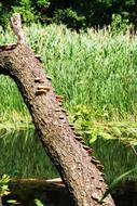 River Nature Tree
