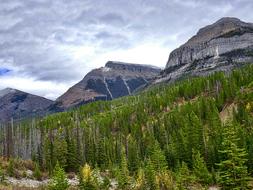 Autumn Mountains Forest