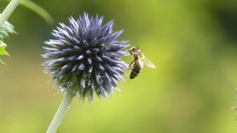 Flower Bee Meadow