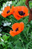 Poppy Flower Blossom