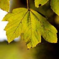 Maple Leaf Backlighting