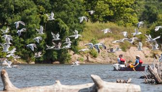Canoe River Boat