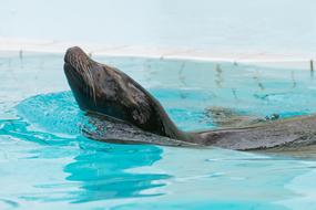 Beautiful and cute sealion, swimming in the turquoise water in Palmyra, France