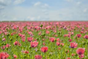 pink Field Of Poppies
