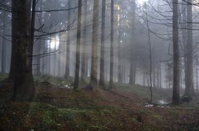 Forest Light Beam