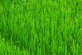 Grass Green Nature