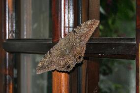 brown moth on the window