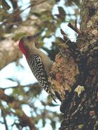 charming Bird Woodpecker