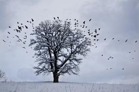 Snow Winter Landscape