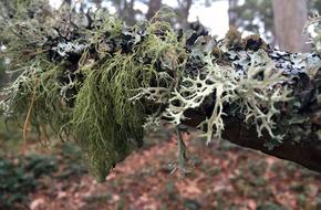 Forest Moss Lav