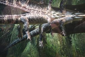 Alligators Swimming