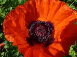 poppy, red petals, purple heart