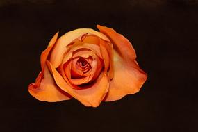 Rose Floribunda Bloom
