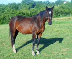 farmer horse in the meadow