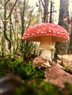 Fly Agaric Mushroom