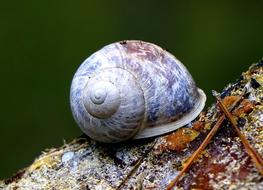 blue snail on a stone in the forest