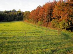 Fields Trees Fall