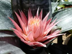 pink Bromeliad Flowers in Garden