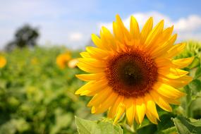 Thailand Yellow Sunflowers