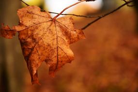 Leaf Nature Autumn Leaves In The