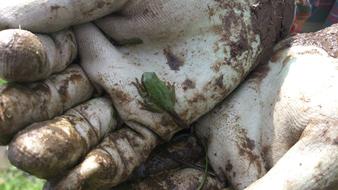 The Frog Small Green