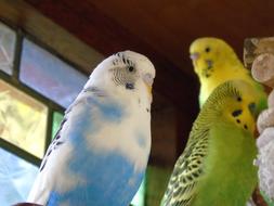 three budgerigars in captivity
