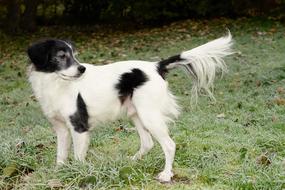 white and black male dog stands on lawn