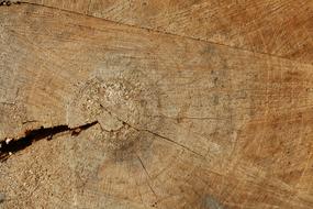 Wood material