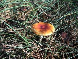 Mushroom Red Forest