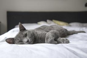 incredible Cat Lay Bed