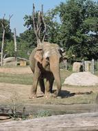 young elephant in the old zoo