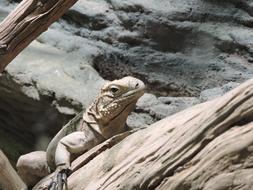 gorgeous Iguana Lizard