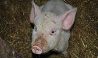 pink pig in the hay