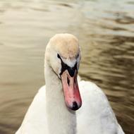 white swan with a pink beak close up