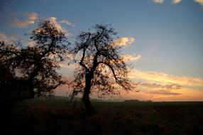 Abendstimmung Landscape Tree