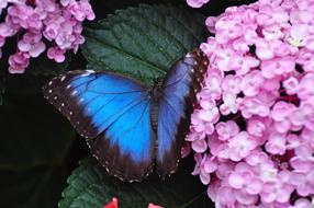 gorgeous Insect Butterfly