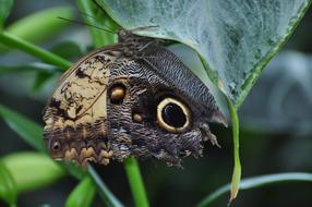 macro view of Insect Butterfly