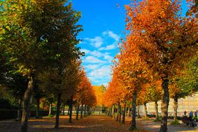 Autumn Golden Trees Tree In